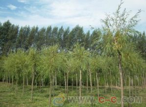 吉林苗木种植技术,中国苗木产业平台一站式服务,10
